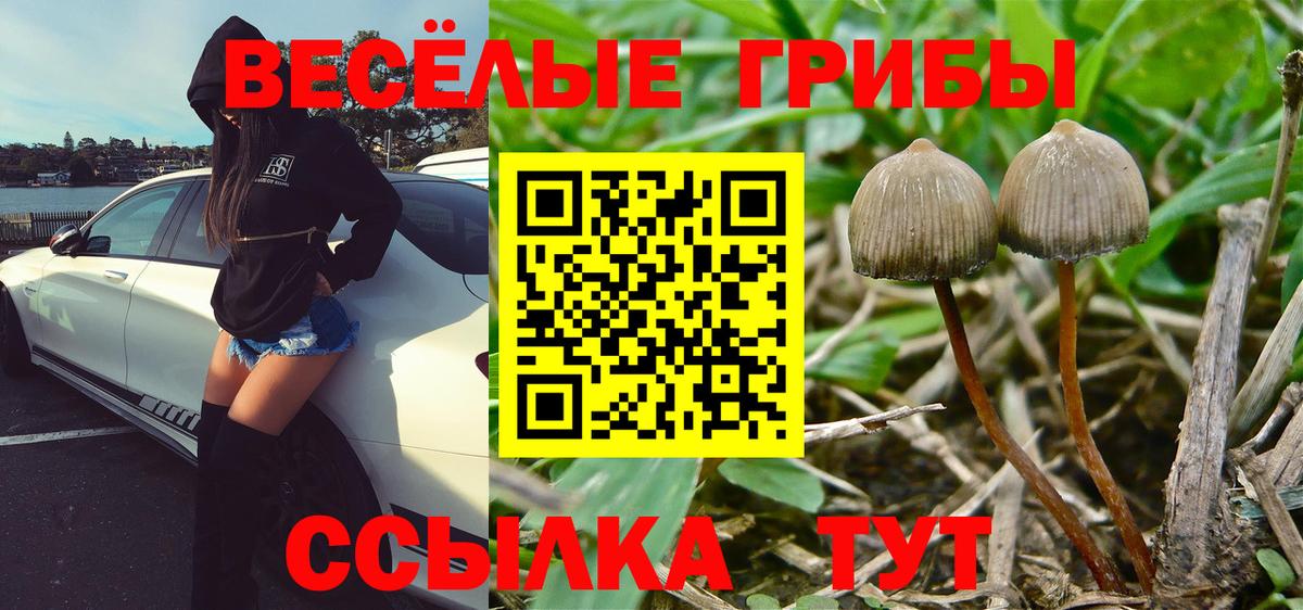 Псилоцибиновые грибы мицелий  Вход с VPN  Галлюциногенные грибы Psilocybe  Россия 